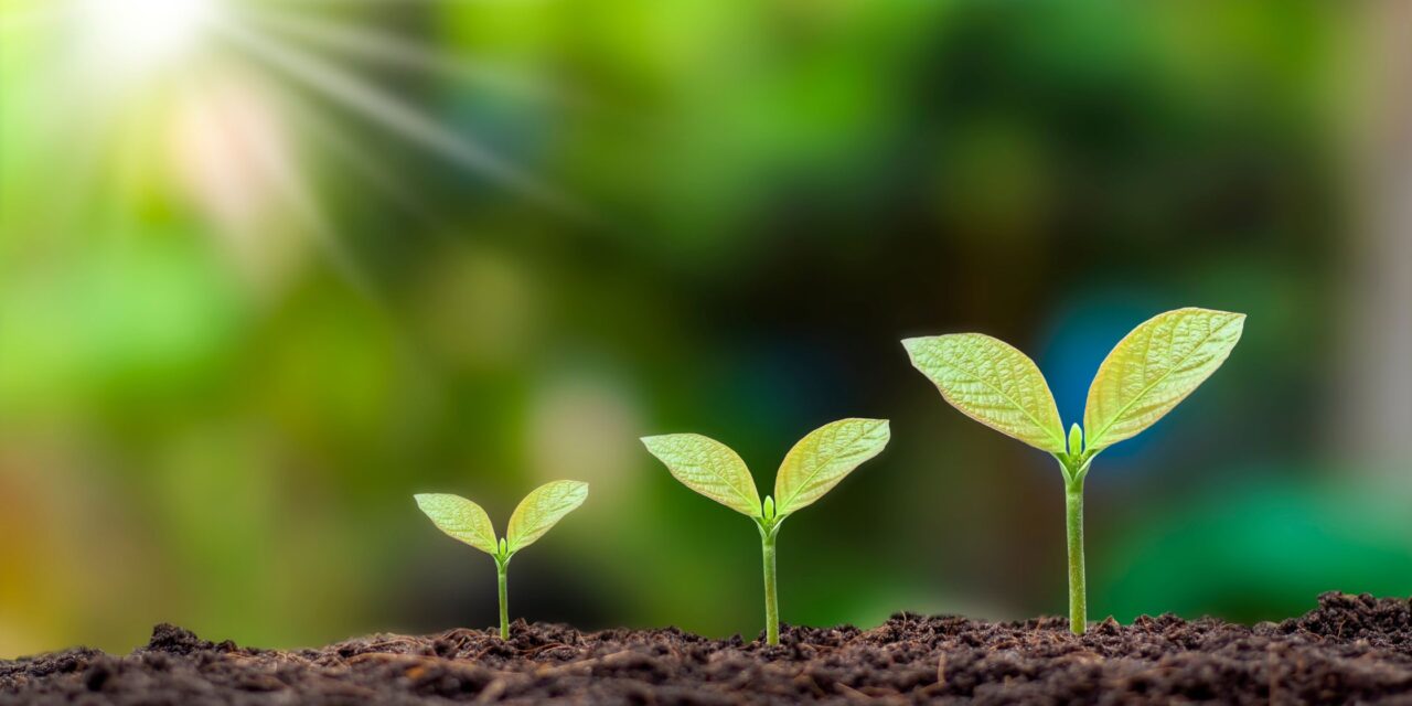 Sustentabilidade Corporativa e ESG: O Papel dos Projetos de Compensação Ambiental