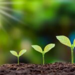 Sustentabilidade Corporativa e ESG: O Papel dos Projetos de Compensação Ambiental