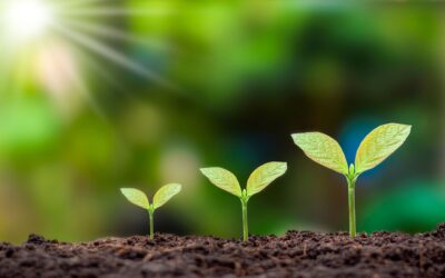 Sustentabilidade Corporativa e ESG: O Papel dos Projetos de Compensação Ambiental